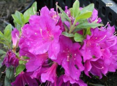 Rhododendron obtusum 'Purpurtraum'