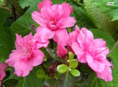 Rhododendron obtusum 'Rokoko'