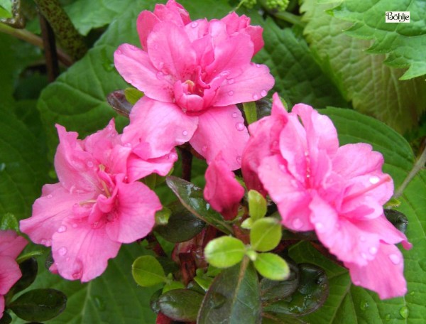 Rhododendron obtusum 'Rokoko'