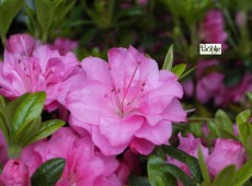 Rhododendron obtusum 'Rosinetta'