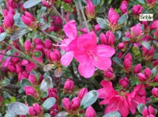 Rhododendron obtusum 'Rubinetta'