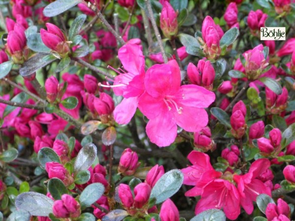 Rhododendron obtusum 'Rubinetta'