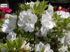 Rhododendron obtusum 'Schneeperle' (R)