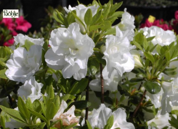 Rhododendron obtusum 'Schneeperle' (R)