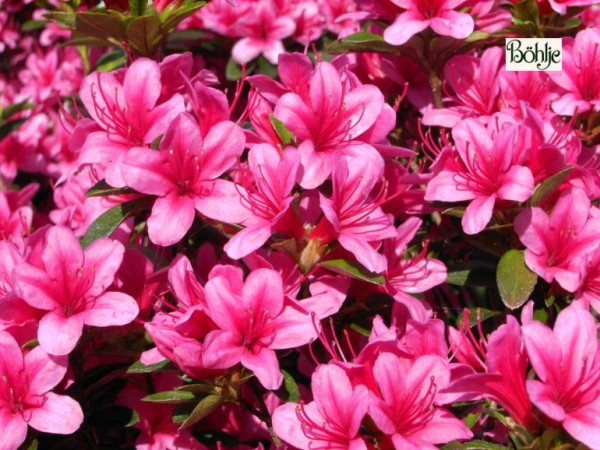 Rhododendron obtusum 'Silvester'