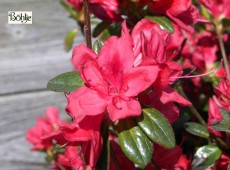 Rhododendron obtusum 'Stewartstonian'