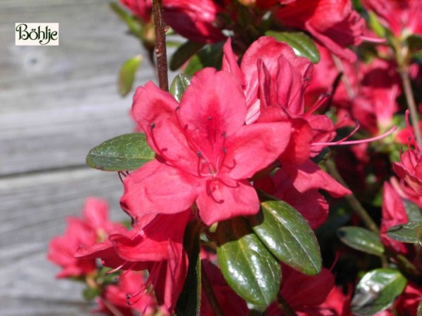 Rhododendron obtusum 'Stewartstonian'