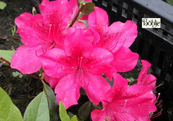 Rhododendron obtusum 'Stopplicht'