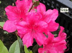 Rhododendron obtusum 'Stopplicht'