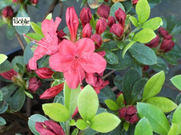 Rhododendron obtusum 'Weesenstein'