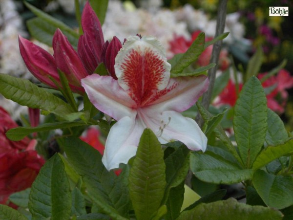 Rhododendron occidentale 'Jock Brydon'