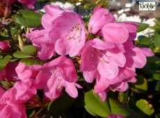 Rhododendron orbiculare