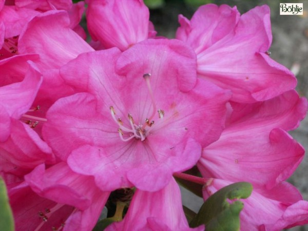 Rhododendron orbiculare 'Monika '