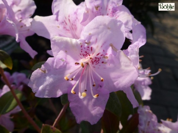 Rhododendron oreotrephes