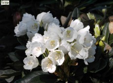 Rhododendron pachysanthum 'Silbervelours'