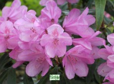 Rhododendron ponticum 'Graziella'