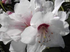 Rhododendron praevernum 'Osterschnee'
