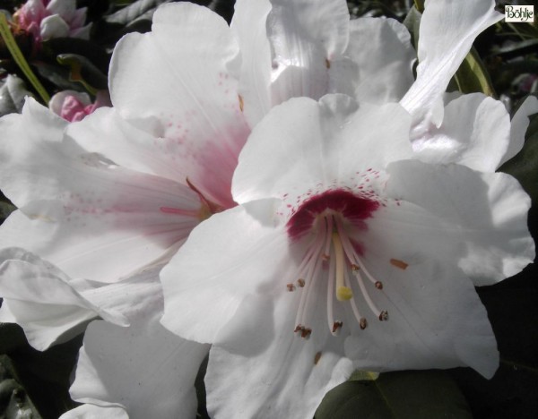 Rhododendron praevernum 'Osterschnee'