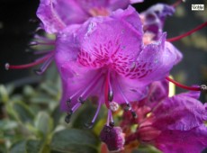 Rhododendron prostratum