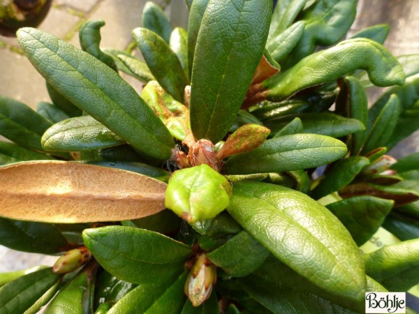 Rhododendron proteoides 'Web's Bee'