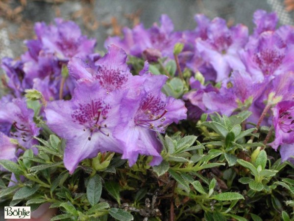 Rhododendron 'Radistrotum'