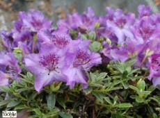 Rhododendron radicans 