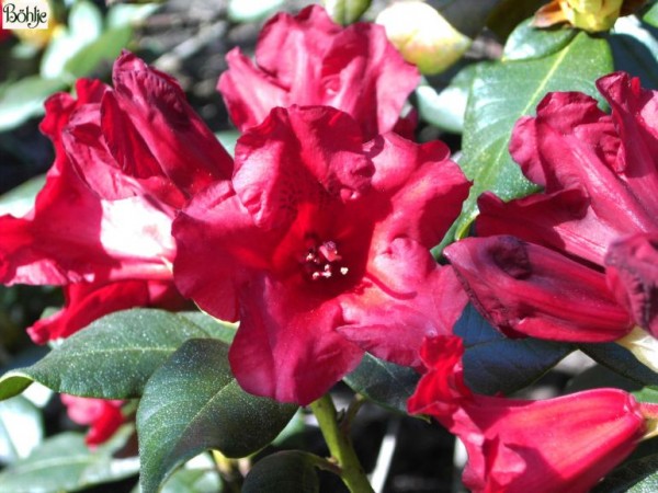 Rhododendron repens 'Baden Baden'
