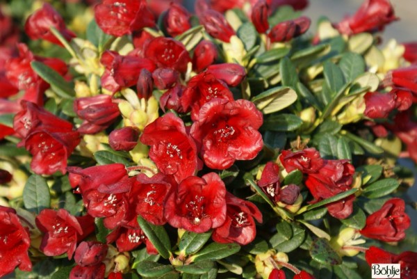 Rhododendron repens 'Carmen'