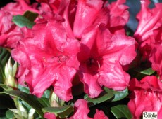 Rhododendron repens 'Scarlet Wonder'