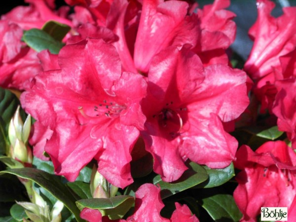 Rhododendron repens 'Scarlet Wonder'