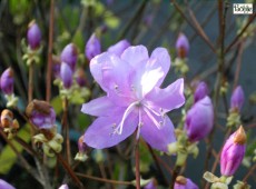 Rhododendron reticulatum