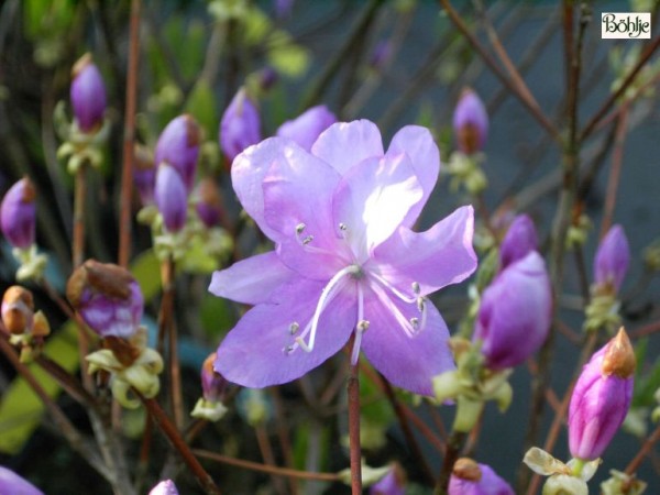 Rhododendron reticulatum