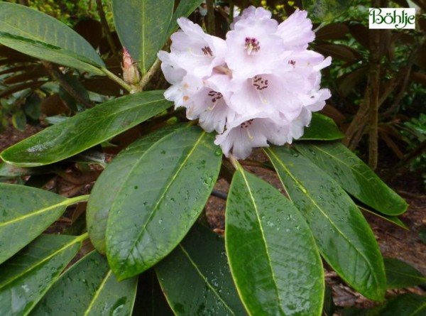 Rhododendron rex