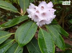 Rhododendron rex