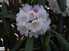 Rhododendron rex 'Rexima'