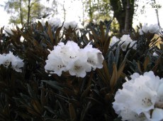 Rhododendron roxieanum var. oreonastes