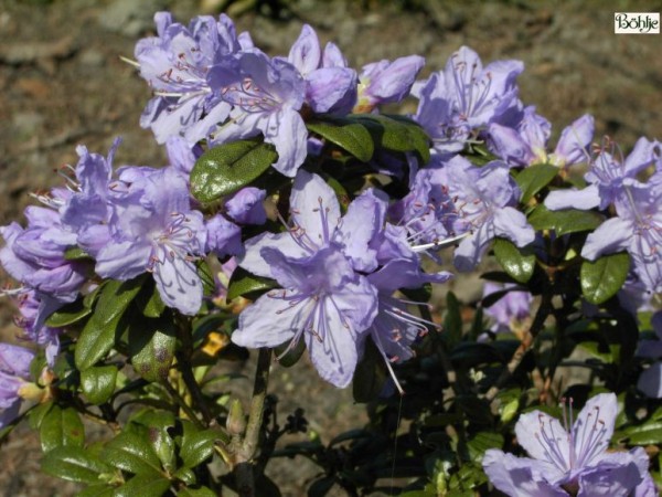 Rhododendron russatum 'Azurwolke'