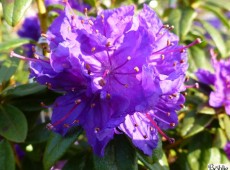 Rhododendron russatum 'Enziana'