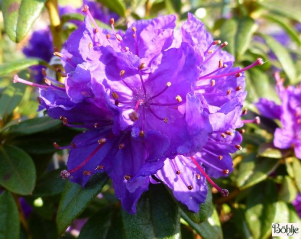 Rhododendron russatum 'Enziana'