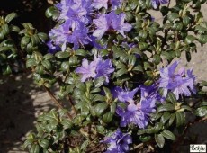 Rhododendron russatum 'Gletschernacht'