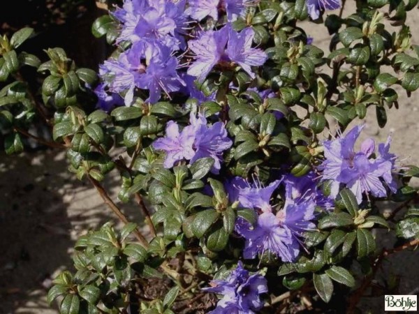 Rhododendron russatum 'Gletschernacht'