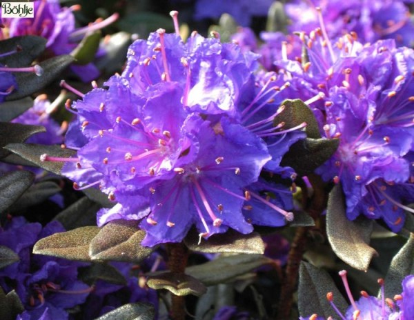 Rhododendron russatum 'Usambara'