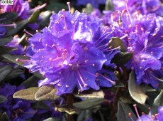 Rhododendron russatum 'Usambara'