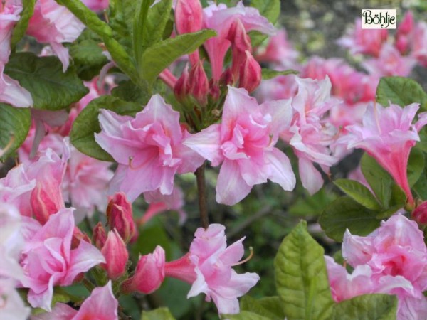 Rhododendron rustica 'Aida'