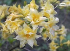 Rhododendron rustica 'Chromatella'