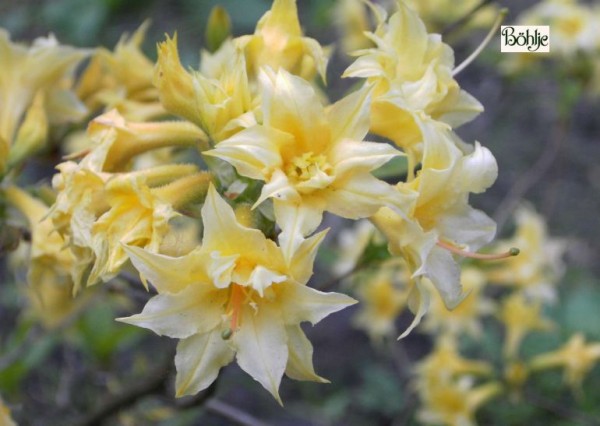 Rhododendron rustica 'Chromatella'