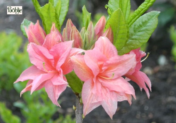 Rhododendron rustica 'Norma'