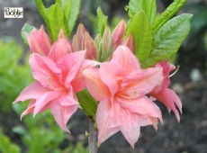 Rhododendron rustica 'Norma'