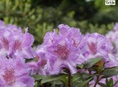 Rhododendron saluenense 'Lavendula'