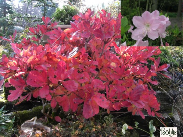 Rhododendron schlippenbachii